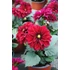Kép 3/3 - Dahlia x hybrida 'Purple' - törpe dália - CS14