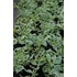 Kép 3/3 - Aptenia cordifolia (Dorotheanthus) 'Mezoo' - jegecske, szívlevelű kristályvirág - CS12