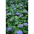 Kép 2/2 - Ageratum houstonianum 'Aloha Blue' - bojtocska - CS9