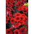 Kép 2/2 - Petunia hybrida 'Dark Red' - petúnia - CS12