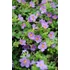 Kép 2/2 - Bacopa 'Bahia Purple Sand' - bakopa - CS12