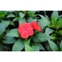 Kép 2/2 - Impatiens New Guineai 'Magnum Dark Red' - nebáncsvirág - CS12