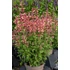Kép 2/2 - Agastache hybrida 'Mango Tango' - izsópfű - CS12