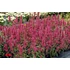 Kép 2/2 - Agastache 'Morello' - izsópfű - CS12