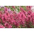 Kép 2/2 - Agastache mexicana 'Red Fortune' - izsópfű - CS12