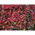 Kép 1/2 - Alternanthera bettzickiana 'Ariba Deep Red' - papagájlevél - CS12