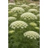Kép 2/2 - Ammi visnaga 'Green Mist' – fogpiszkálófű - CS14