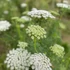 Kép 1/2 - Ammi visnaga 'Green Mist' – fogpiszkálófű - CS14