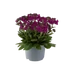 Kép 1/2 - Arabis blepharophylla 'Barranca Deep Rose' – pillás levelű ikravirág – CS12