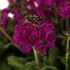 Kép 2/2 - Arabis blepharophylla 'Barranca Deep Rose' – pillás levelű ikravirág – CS12