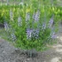 Kép 2/2 - Baptisia 'Indigo Sky' - ámbrásfürt, álindigó - CS14
