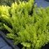 Kép 1/2 - Berberis thunbergii 'Golden Horizon' - borbolya - CS17
