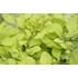 Kép 2/2 - Berberis thunbergii 'Golden Horizon' - borbolya - CS17