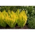 Kép 2/2 - Berberis thunbergii 'Golden Pillar' - borbolya - CS9