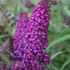Kép 1/2 - Buddleja davidii 'Magenta Munchkin' - nyári orgona - CS12