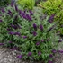 Kép 2/2 - Buddleja davidii 'Magenta Munchkin' - nyári orgona - CS12