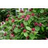 Kép 1/2 - Calycanthus raulstonii 'Hartlage Wine' - illatos fűszercserje - CS13