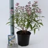 Kép 2/2 - Caryopteris clandonensis 'Pink Perfection' - kékszakáll - CS17