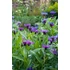 Kép 2/2 - Centaurea montana - hegyi imola - CS12