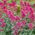 Kép 1/2 - Centranthus ruber 'Coccineus Red' - sarkanytyúvirág - CS12