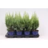 Kép 1/2 - Chamaecyparis lawsoniana 'White Spot' - hamisciprus - CS15