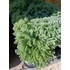 Kép 2/2 - Chamaecyparis pisifera 'Minta' -  hamisciprus -CS9