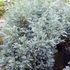 Kép 1/2 - Chamaecyparis pisifera 'Baby Blue' - szavára hamisciprus - CS17