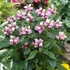 Kép 2/2 - Chelone obliqua - csinos gerlefej - CS12