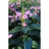 Kép 1/2 - Chelone obliqua - csinos gerlefej - CS12