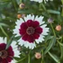 Kép 2/2 - Coreopsis verticillata 'Burgundy&White' - menyecskeszem - CS11