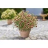 Kép 1/2 - Coreopsis verticillata 'Burgundy&White' - menyecskeszem - CS11