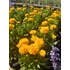 Kép 2/2 - Coreopsis grandiflora Solanna™ Golden Sphere - menyecskeszem - CS12