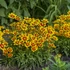 Kép 1/2 - Coreopsis grandiflora UpTick™ Gold & Bronze - menyecskeszem - CS12