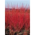 Kép 2/3 - Cornus alba 'Sibirica' - selymes som - CS9