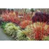 Kép 3/3 - Cornus alba 'Sibirica' - selymes som - CS9