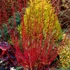 Kép 1/3 - Cornus alba 'Sibirica' - selymes som - CS9