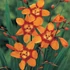 Kép 2/2 - Crocosmia 'Emily McKenzie'  - sáfrányfű - CS11