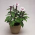 Kép 1/2 - Datura metel 'Ballerina Purple' – metélmaszlag - CS12