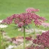 Kép 1/3 - Daucus carota 'Dara'  - vadmurok - CS14