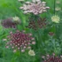 Kép 2/3 - Daucus carota 'Dara'  - vadmurok - CS14