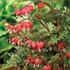 Kép 1/3 - Dicentra spectabilis 'Valentine' - szívvirág - CS12