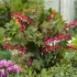 Kép 2/3 - Dicentra spectabilis 'Valentine' - szívvirág - CS12
