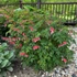 Kép 3/3 - Dicentra spectabilis 'Valentine' - szívvirág - CS12