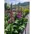 Kép 1/3 - Digitalis purpurea 'Dalmatian Mix' - gyűszűvirág - CS19