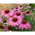 Kép 3/3 - Echinacea purpurea 'Prairie Splendor Compact Dark Rose' - kasvirág - CS14