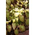 Kép 1/2 - Epimedium versicolor 'Sulphureum' - püspöksüveg, tündérvirág - CS11