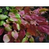Kép 2/2 - Epimedium versicolor 'Sulphureum' - püspöksüveg, tündérvirág - CS11