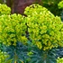 Kép 2/3 - Euphorbia characias 'Summer Snow'- mirtuszlevelű kutyatej - CS12