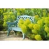 Kép 3/3 - Euphorbia characias 'Summer Snow'- mirtuszlevelű kutyatej - CS12