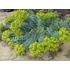 Kép 1/2 - Euphorbia myrsinites – délszaki kutyatej - CS12